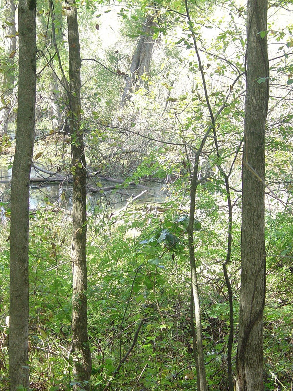 Property photo 21 - Land Auction-59 Acres in 3 Tracts