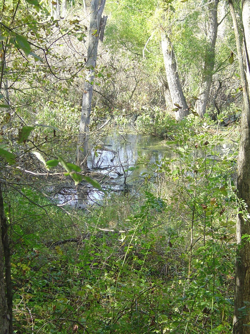Property photo 20 - Land Auction-59 Acres in 3 Tracts