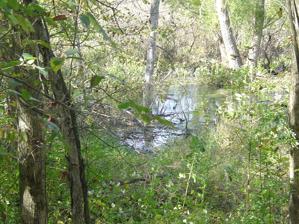 Property photo 18 - Land Auction-59 Acres in 3 Tracts