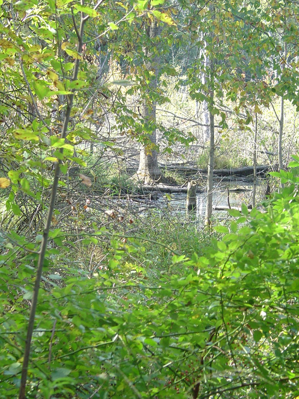 Property photo 4 - Land Auction-59 Acres in 3 Tracts
