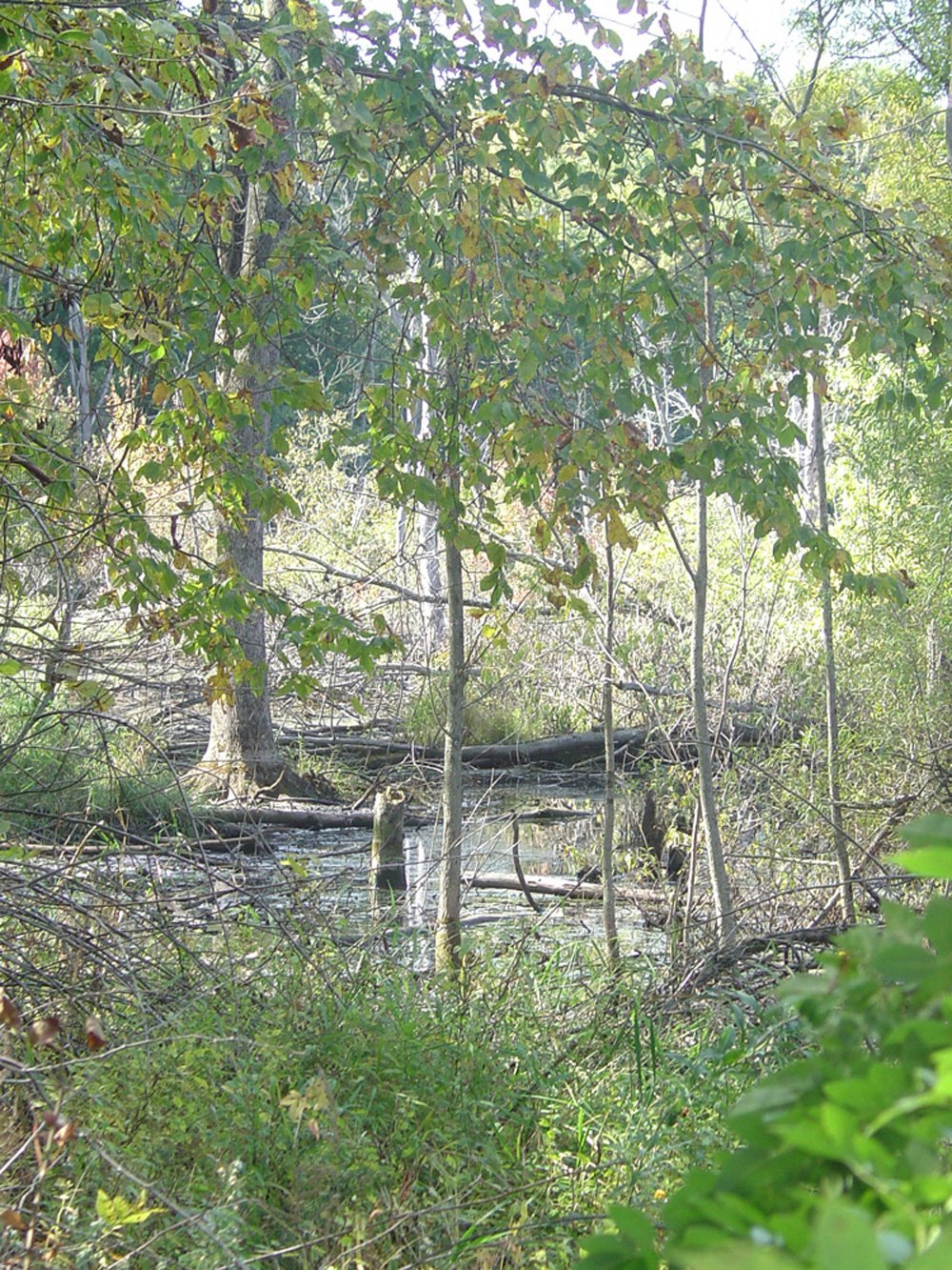 Property photo 8 - Land Auction-59 Acres in 3 Tracts