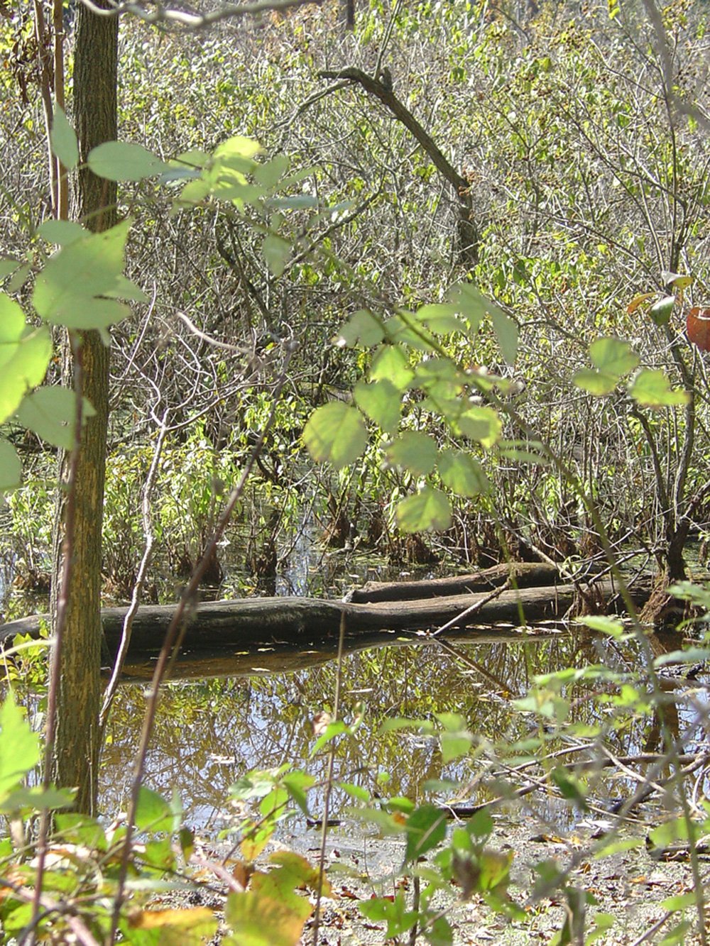 Property photo 3 - Land Auction-59 Acres in 3 Tracts