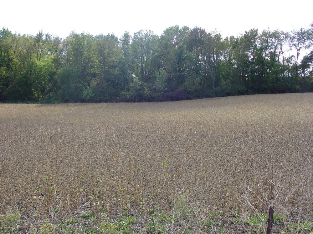 Property photo 14 - Land Auction-59 Acres in 3 Tracts