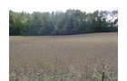 Property photo 14 - Land Auction-59 Acres in 3 Tracts