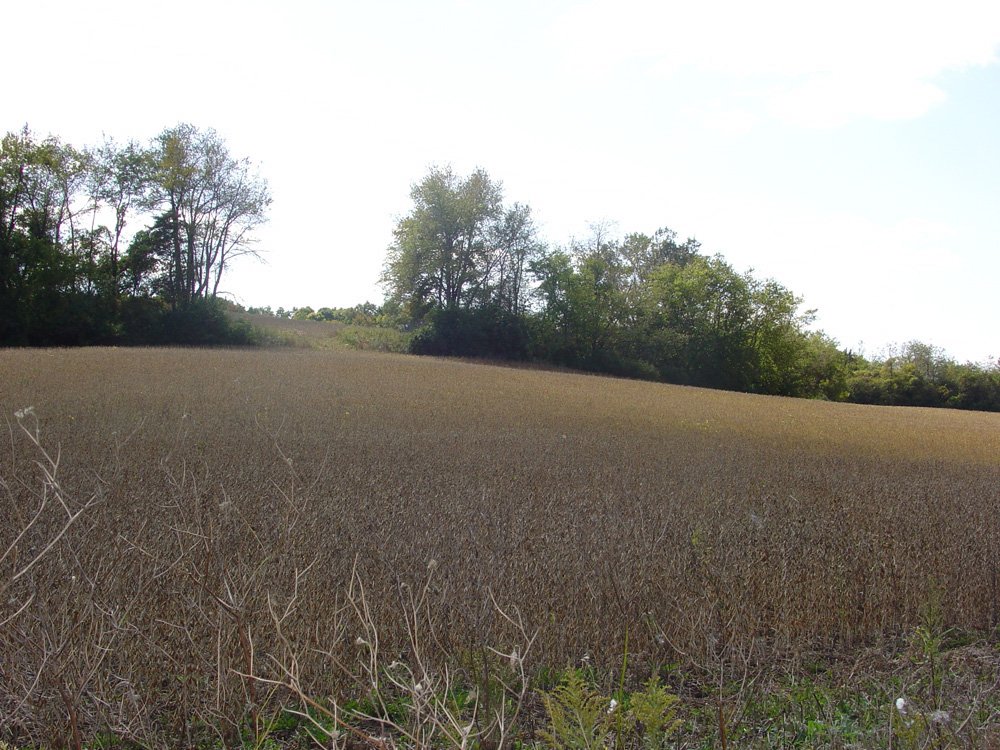 Property photo 6 - Land Auction-59 Acres in 3 Tracts