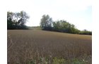 Property photo 6 - Land Auction-59 Acres in 3 Tracts