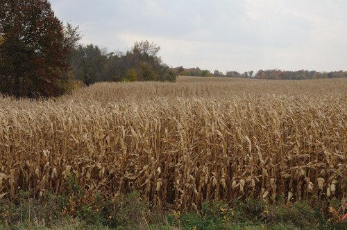 Property photo 6 - 140+/- Acres Offered in 4 Tracts