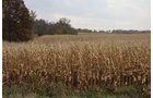 Property photo 6 - 140+/- Acres Offered in 4 Tracts