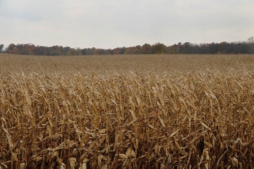 Property photo 3 - 140+/- Acres Offered in 4 Tracts
