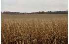 Property photo 3 - 140+/- Acres Offered in 4 Tracts