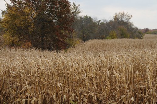 Property photo 23 - 140+/- Acres Offered in 4 Tracts