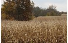 Property photo 23 - 140+/- Acres Offered in 4 Tracts