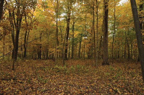 Property photo 19 - 140+/- Acres Offered in 4 Tracts
