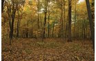 Property photo 19 - 140+/- Acres Offered in 4 Tracts