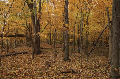 Property photo 9 - 140+/- Acres Offered in 4 Tracts