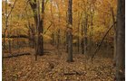 Property photo 9 - 140+/- Acres Offered in 4 Tracts