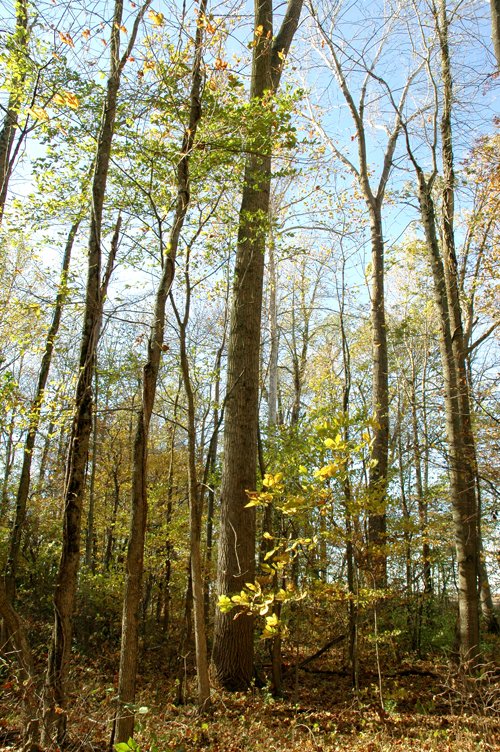 Property photo 6 - 140+/- Acres Offered in 2 Tracts