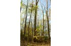 Property photo 6 - 140+/- Acres Offered in 2 Tracts