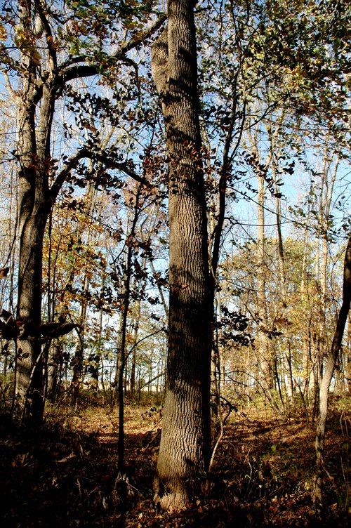 Property photo 3 - 140+/- Acres Offered in 2 Tracts