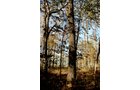 Property photo 3 - 140+/- Acres Offered in 2 Tracts