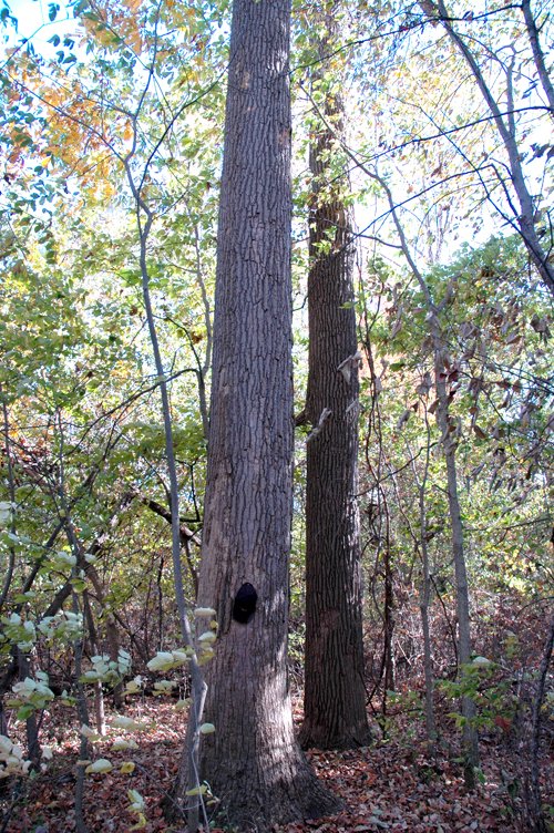 Property photo 7 - 140+/- Acres Offered in 2 Tracts