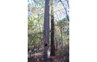 Property photo 7 - 140+/- Acres Offered in 2 Tracts
