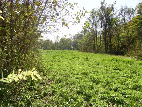 Property photo 9 - 81.464 Acres in 1 Tract