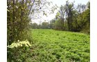 Property photo 9 - 81.464 Acres in 1 Tract