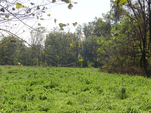 Property photo 1 - 81.464 Acres in 1 Tract