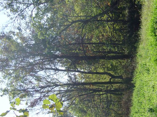 Property photo 11 - 81.464 Acres in 1 Tract