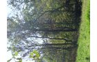 Property photo 11 - 81.464 Acres in 1 Tract