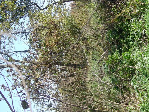 Property photo 17 - 81.464 Acres in 1 Tract