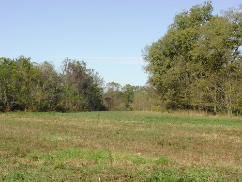 Property photo 8 - 81.464 Acres in 1 Tract