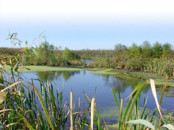 81.464 Acres in 1 Tract