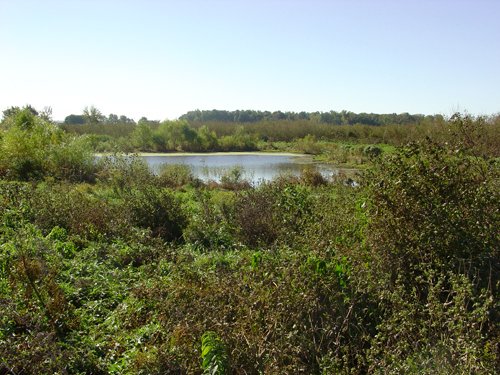 Property photo 15 - 81.464 Acres in 1 Tract