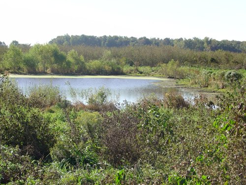 Property photo 5 - 81.464 Acres in 1 Tract