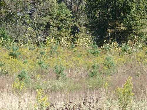 Property photo 14 - 81.464 Acres in 1 Tract