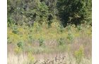 Property photo 14 - 81.464 Acres in 1 Tract