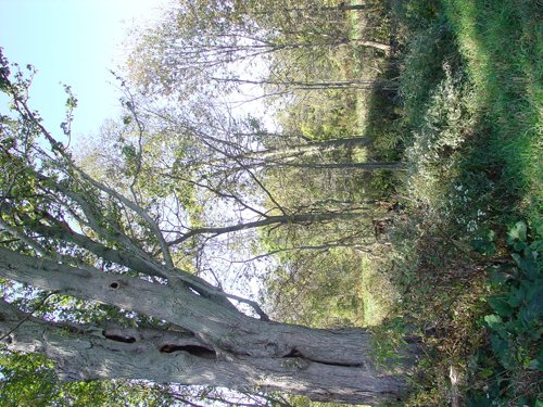 Property photo 4 - 81.464 Acres in 1 Tract