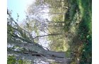 Property photo 4 - 81.464 Acres in 1 Tract