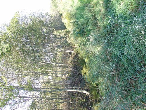 Property photo 19 - 81.464 Acres in 1 Tract