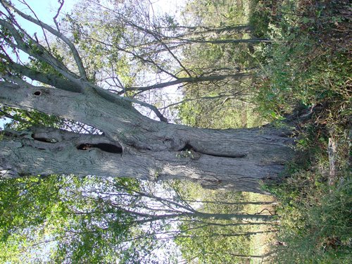 Property photo 16 - 81.464 Acres in 1 Tract