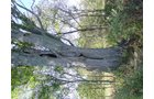 Property photo 16 - 81.464 Acres in 1 Tract