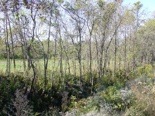 Property photo 7 - 81.464 Acres in 1 Tract
