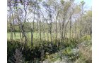 Property photo 7 - 81.464 Acres in 1 Tract