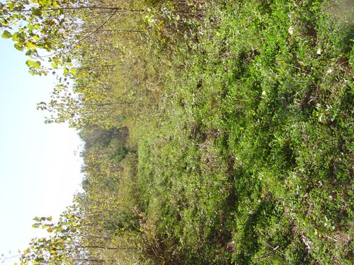 Property photo 3 - 81.464 Acres in 1 Tract