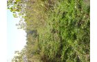 Property photo 3 - 81.464 Acres in 1 Tract
