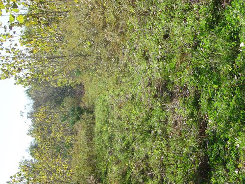 Property photo 10 - 81.464 Acres in 1 Tract