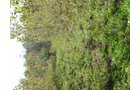 Property photo 10 - 81.464 Acres in 1 Tract