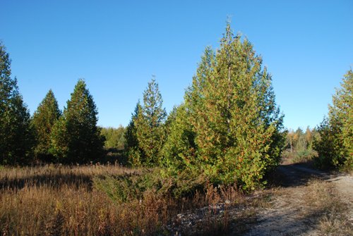 Property photo 27 - 120+/- Acres & Lake Cottage, Lots & Former Wood Saw Mill